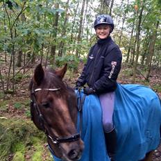 New Forest Elmholts Rekord