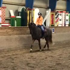 New Forest Elmholts Rekord