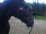 Oldenborg Thorine pindborg