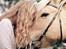 Fjordhest Lindelys Freja (Pony) - Min kærlighed til den hest er uendelig <3