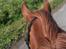 Anden særlig race Lantana lady starlight ( Baby ) solgt 