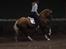 Welsh Cob (sec D) Llanidan Sbarc