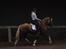 Welsh Cob (sec D) Llanidan Sbarc