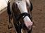Welsh Cob (sec D) Llanidan Sbarc