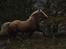Welsh Cob (sec D) Llanidan Sbarc