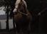 Welsh Cob (sec D) Llanidan Sbarc