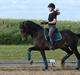 Welsh Cob (sec D) Fronerthig Revolution *A-pony*