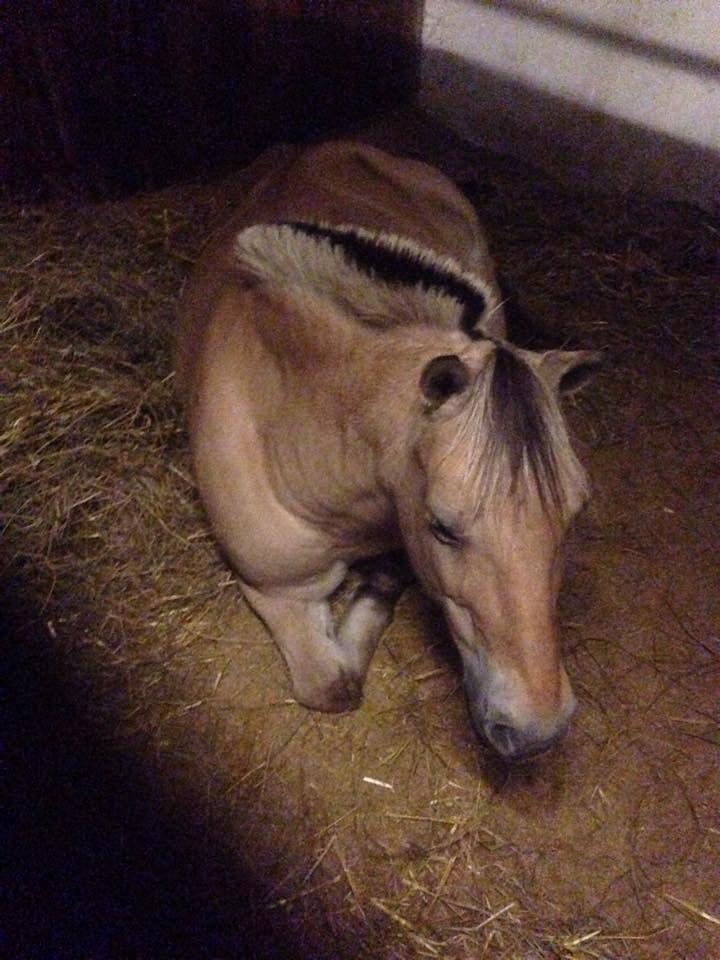 Fjordhest Mia HR billede 13