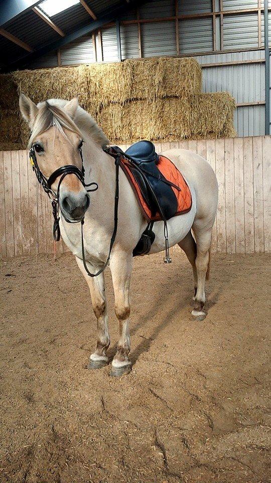 Fjordhest Mia HR billede 16