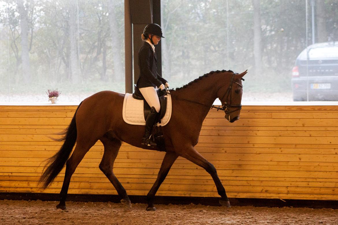 Dansk Varmblod Bakkegaarden's Chester - Stævne i løgstør til "Løgstør cup 2015" billede 5