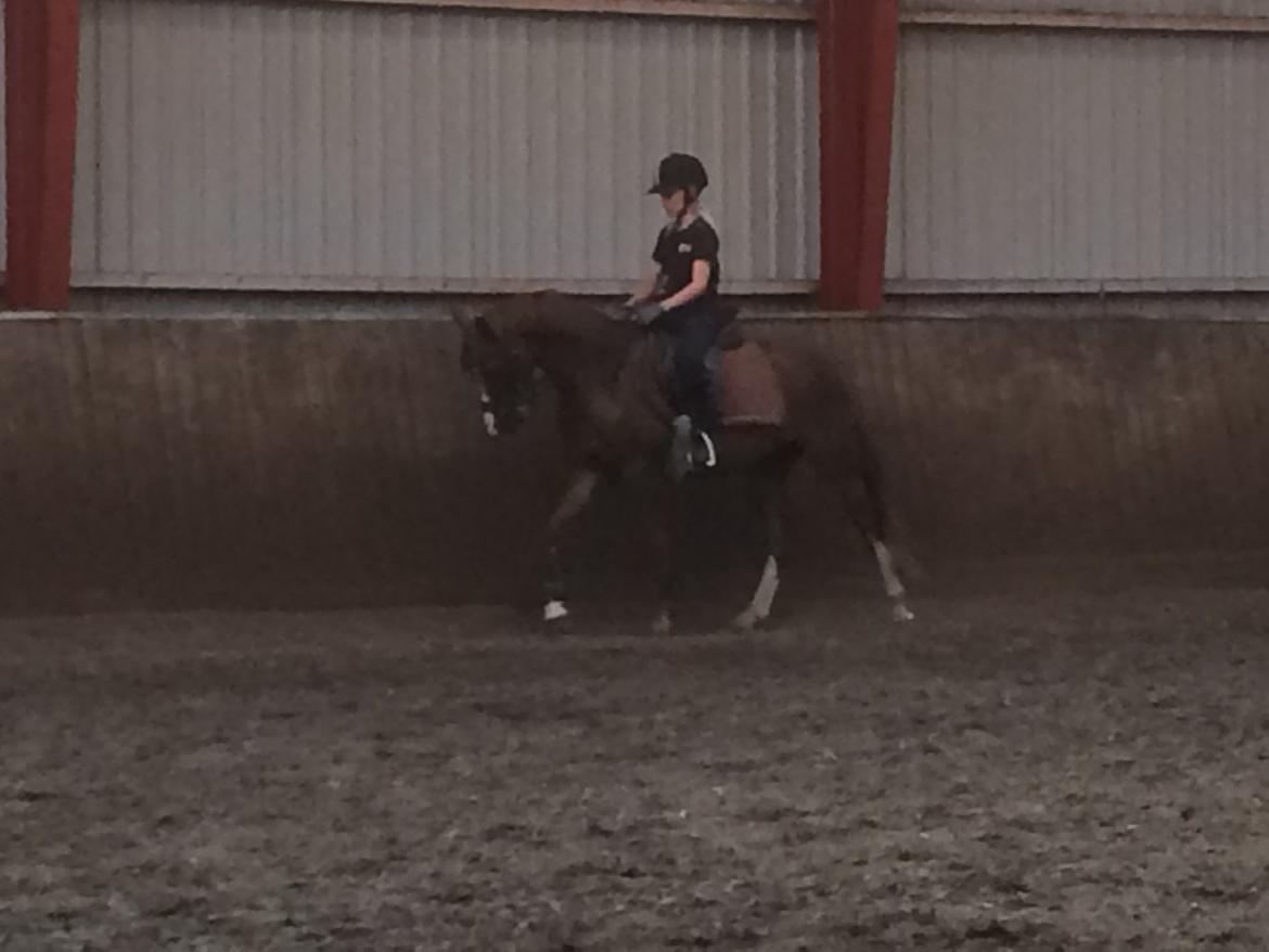 DSP hesselbjergs sunset - først gang jeg sad på ham billede 7