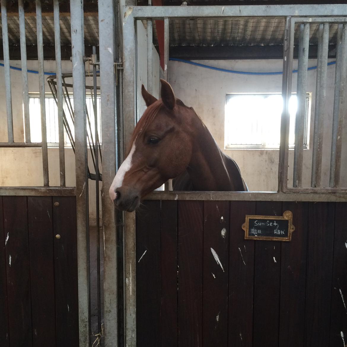 DSP hesselbjergs sunset - han er så fin! <3 billede 4