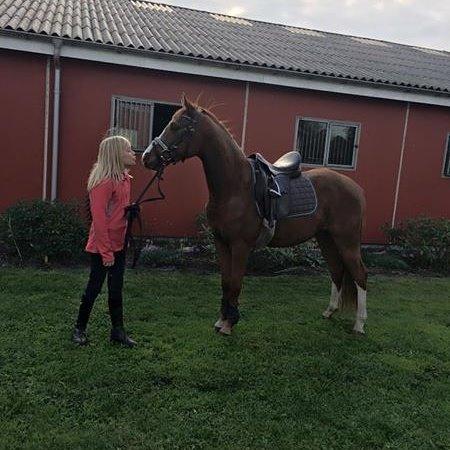 DSP hesselbjergs sunset billede 13