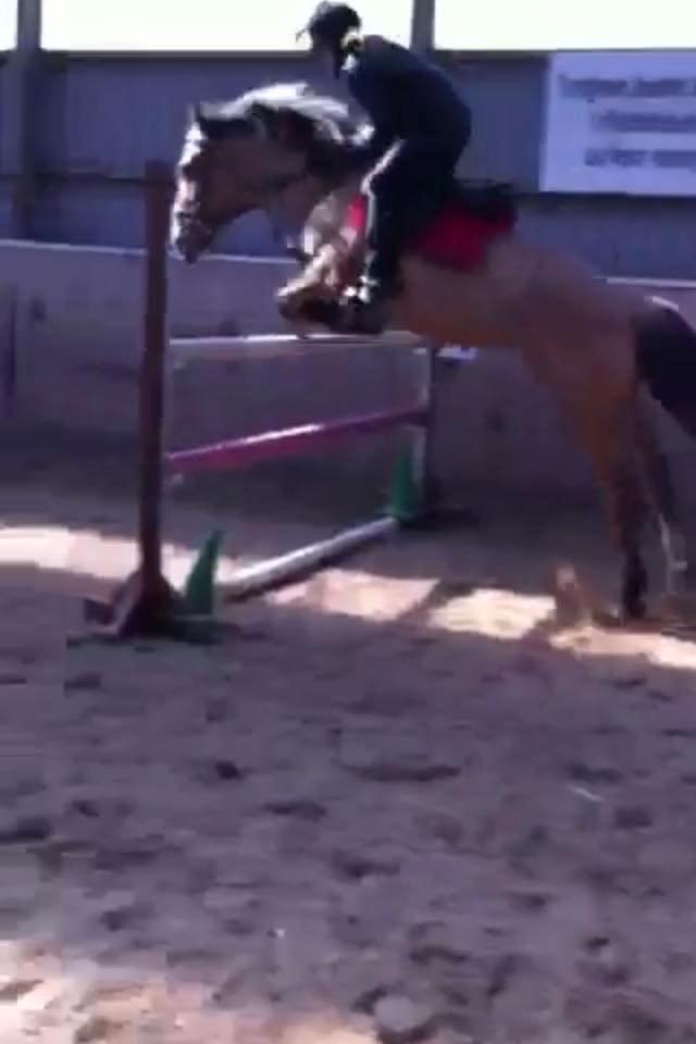 Anden særlig race Flame billede 10