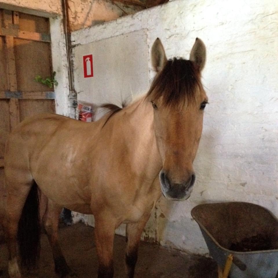 Anden særlig race Flame billede 6