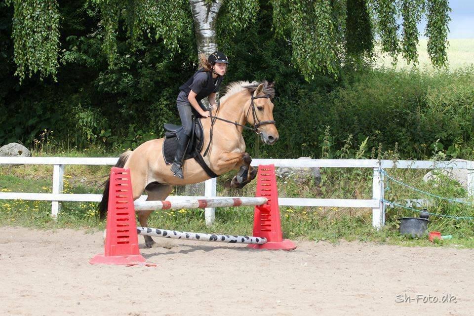 Anden særlig race Flame billede 15