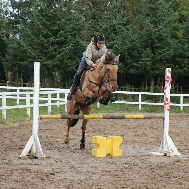 Anden særlig race Flame billede 5