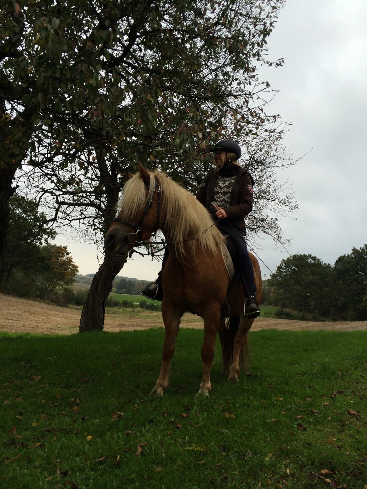 Haflinger Fenja billede 19