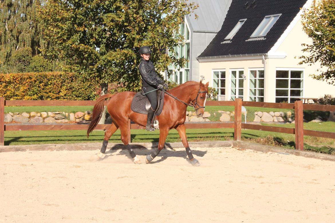 DSP Ørenagergård Tascha (Madonna) - Rider lidt dressur der hjemme billede 16