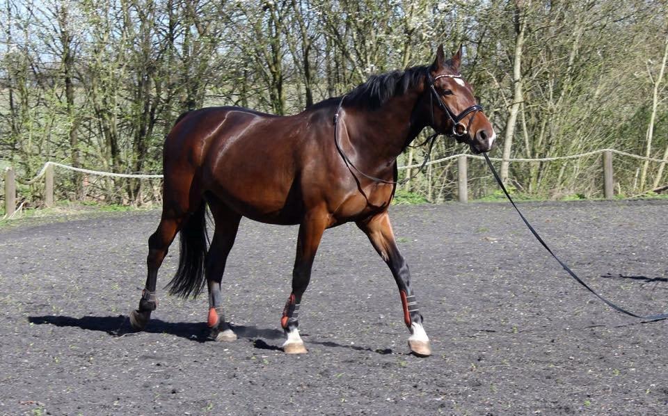 Anden særlig race Thilo Søndergaard - Besøg 2014 billede 4