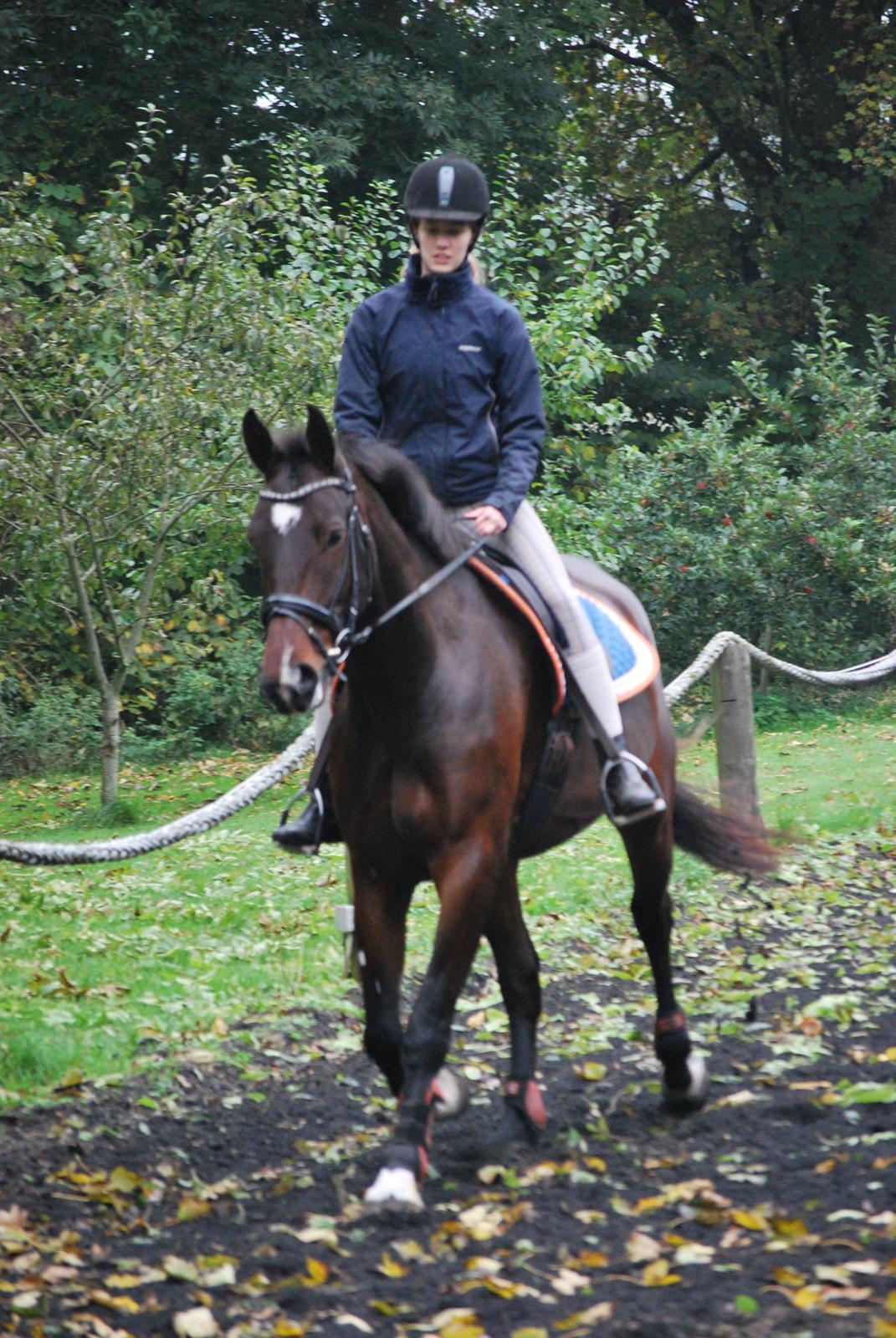 Anden særlig race Thilo Søndergaard - Besøg - oktober 2015 billede 6