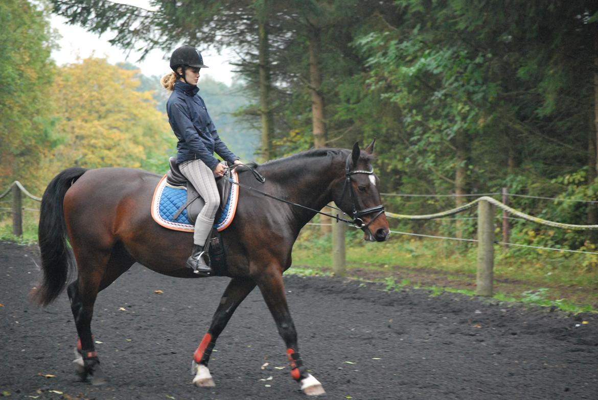 Anden særlig race Thilo Søndergaard - Besøg - oktober 2015 billede 7