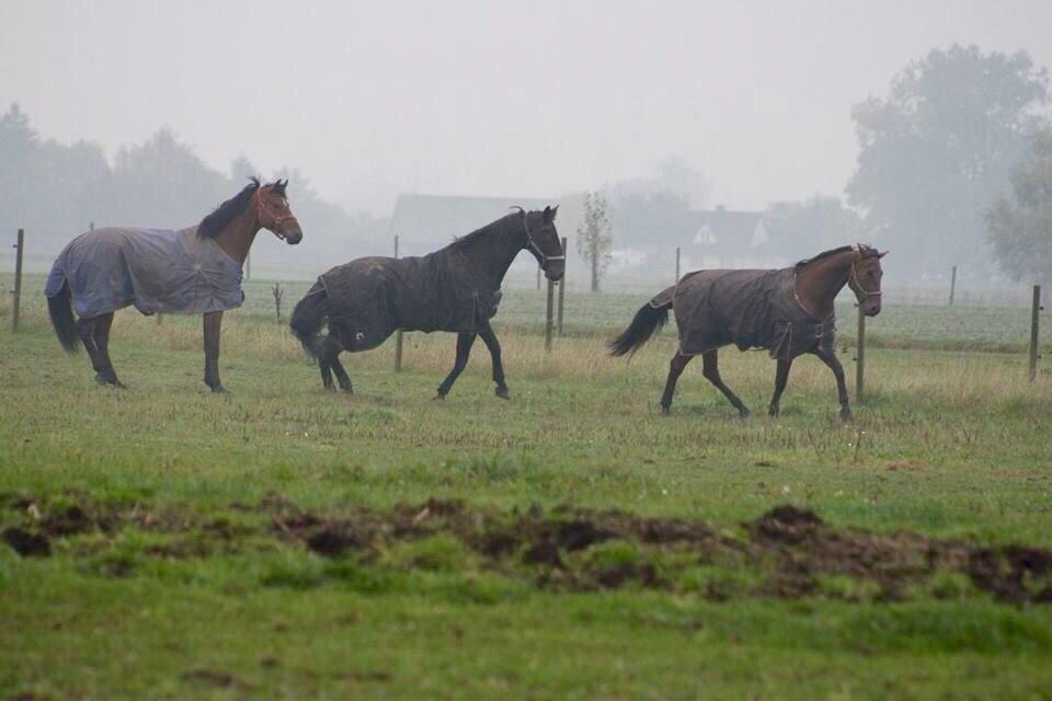 Traver Barbar Hornline (SE) (Deline) billede 18