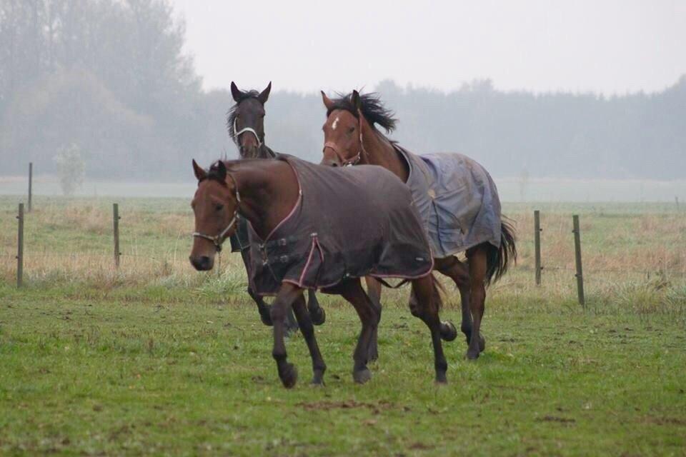 Traver Barbar Hornline (SE) (Deline) billede 19