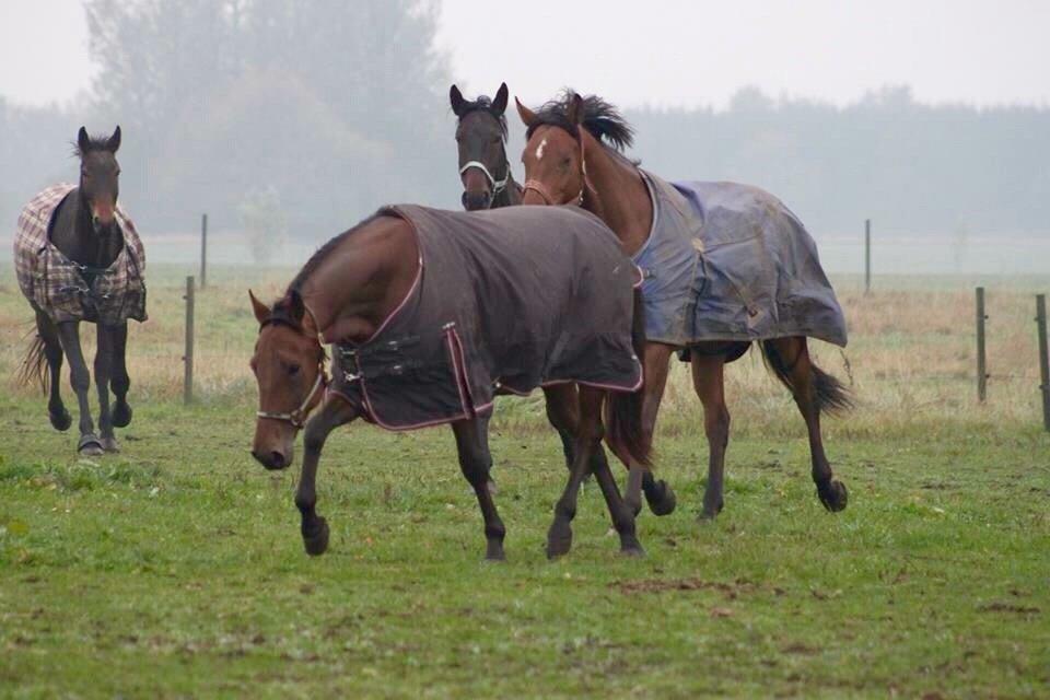 Traver Barbar Hornline (SE) (Deline) billede 21