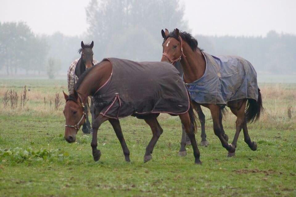 Traver Barbar Hornline (SE) (Deline) billede 22