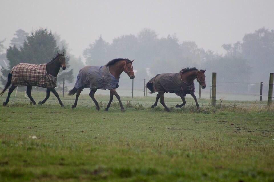 Traver Barbar Hornline (SE) (Deline) billede 23