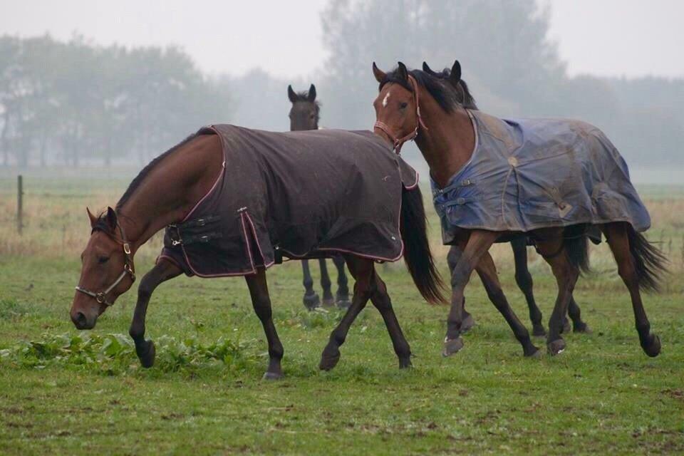 Traver Barbar Hornline (SE) (Deline) billede 24