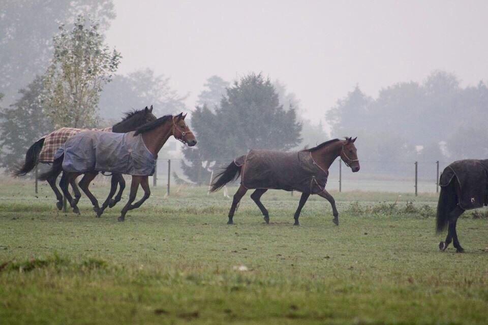 Traver Barbar Hornline (SE) (Deline) billede 25