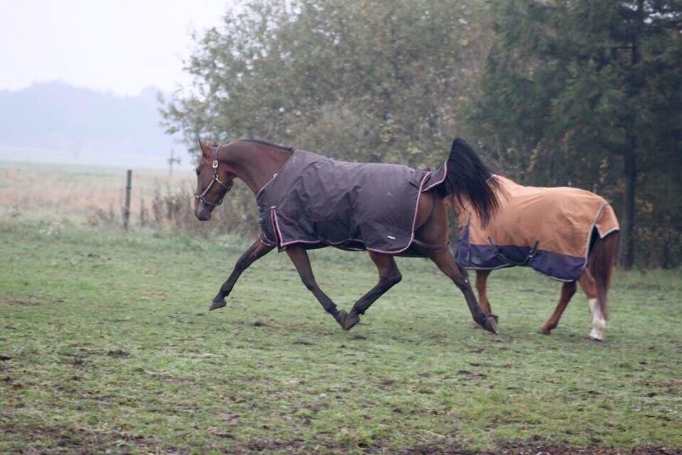 Traver Barbar Hornline (SE) (Deline) billede 26