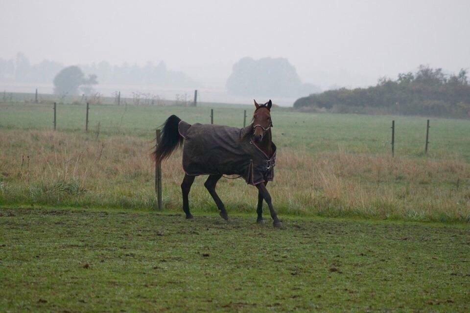 Traver Barbar Hornline (SE) (Deline) billede 27