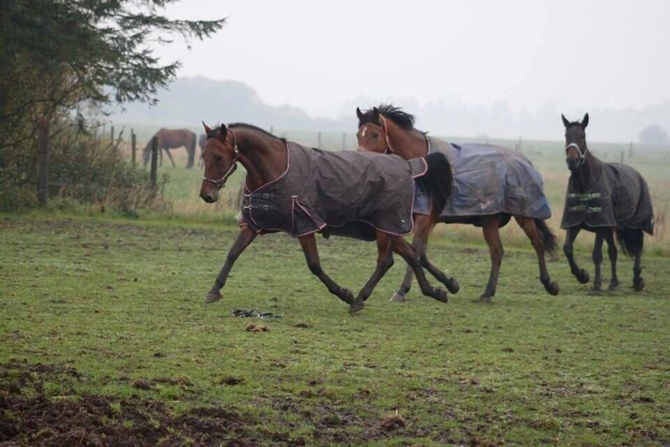 Traver Barbar Hornline (SE) (Deline) billede 30