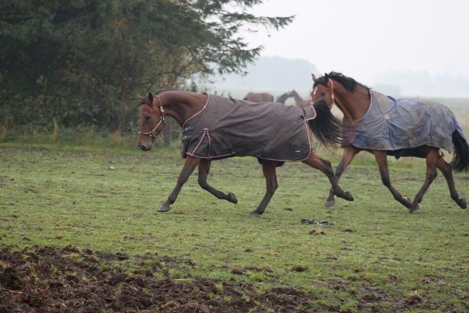 Traver Barbar Hornline (SE) (Deline) billede 31