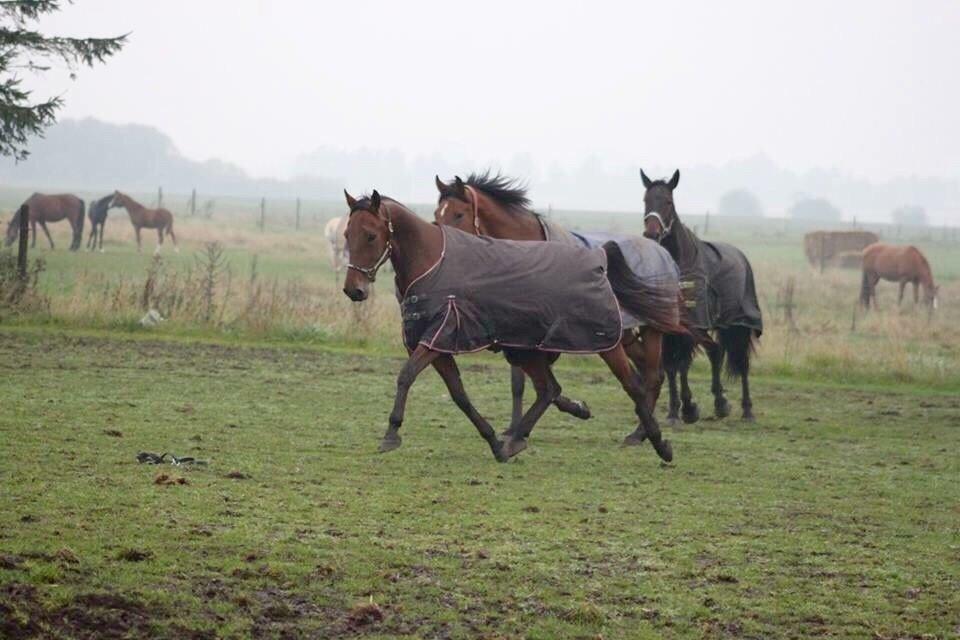 Traver Barbar Hornline (SE) (Deline) billede 34