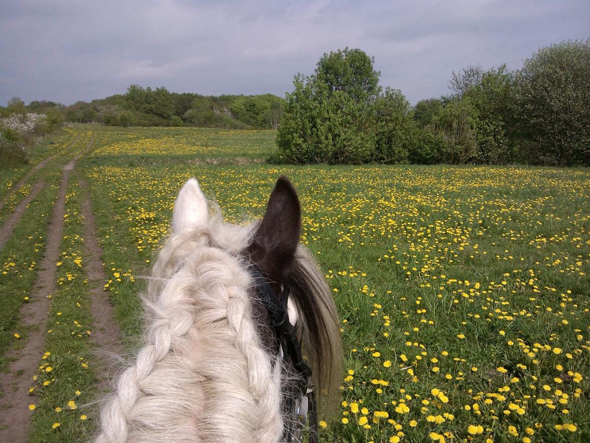 Irish Cob Willow Of Titans billede 37