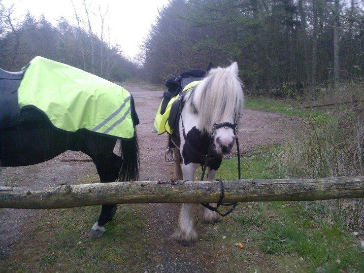 Irish Cob Willow Of Titans billede 39