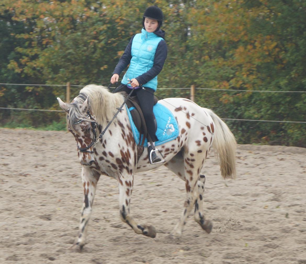 Knabstrupper lobi (kalde navn) billede 5