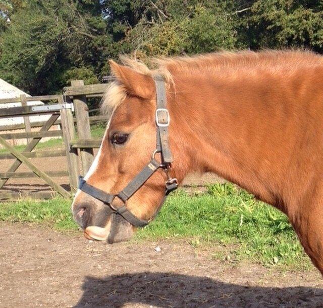 Welsh Mountain (sec A) Rudolf billede 2