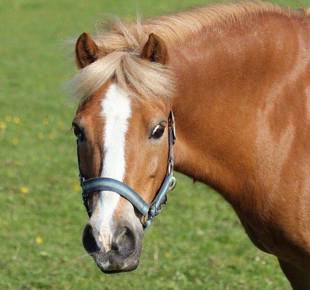 Welsh Mountain (sec A) Rudolf billede 1