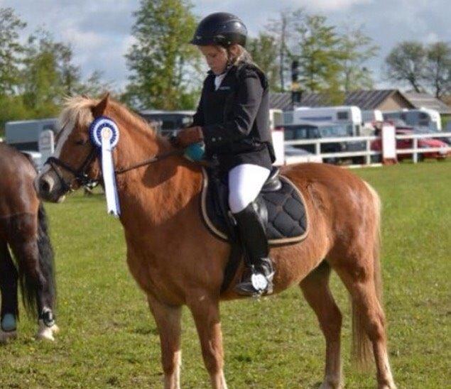 Welsh Mountain (sec A) Rudolf billede 5