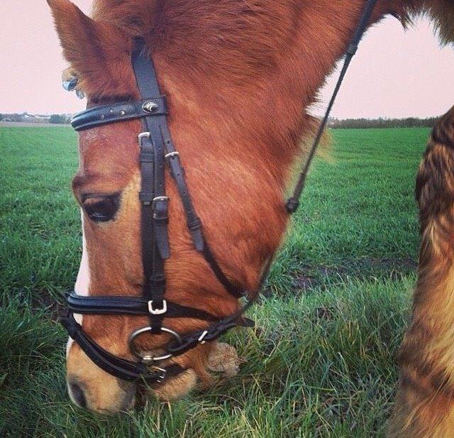 Welsh Mountain (sec A) Rudolf billede 4