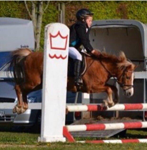 Welsh Mountain (sec A) Rudolf billede 7