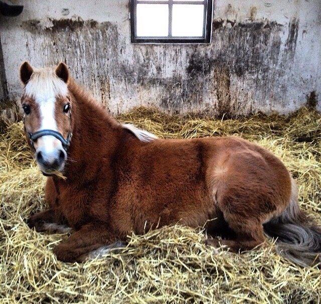 Welsh Mountain (sec A) Rudolf billede 6