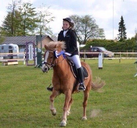 Welsh Mountain (sec A) Rudolf billede 9