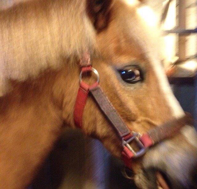 Welsh Mountain (sec A) Rudolf billede 8