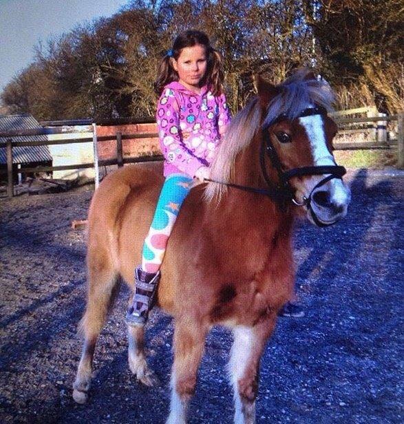 Welsh Mountain (sec A) Rudolf billede 10